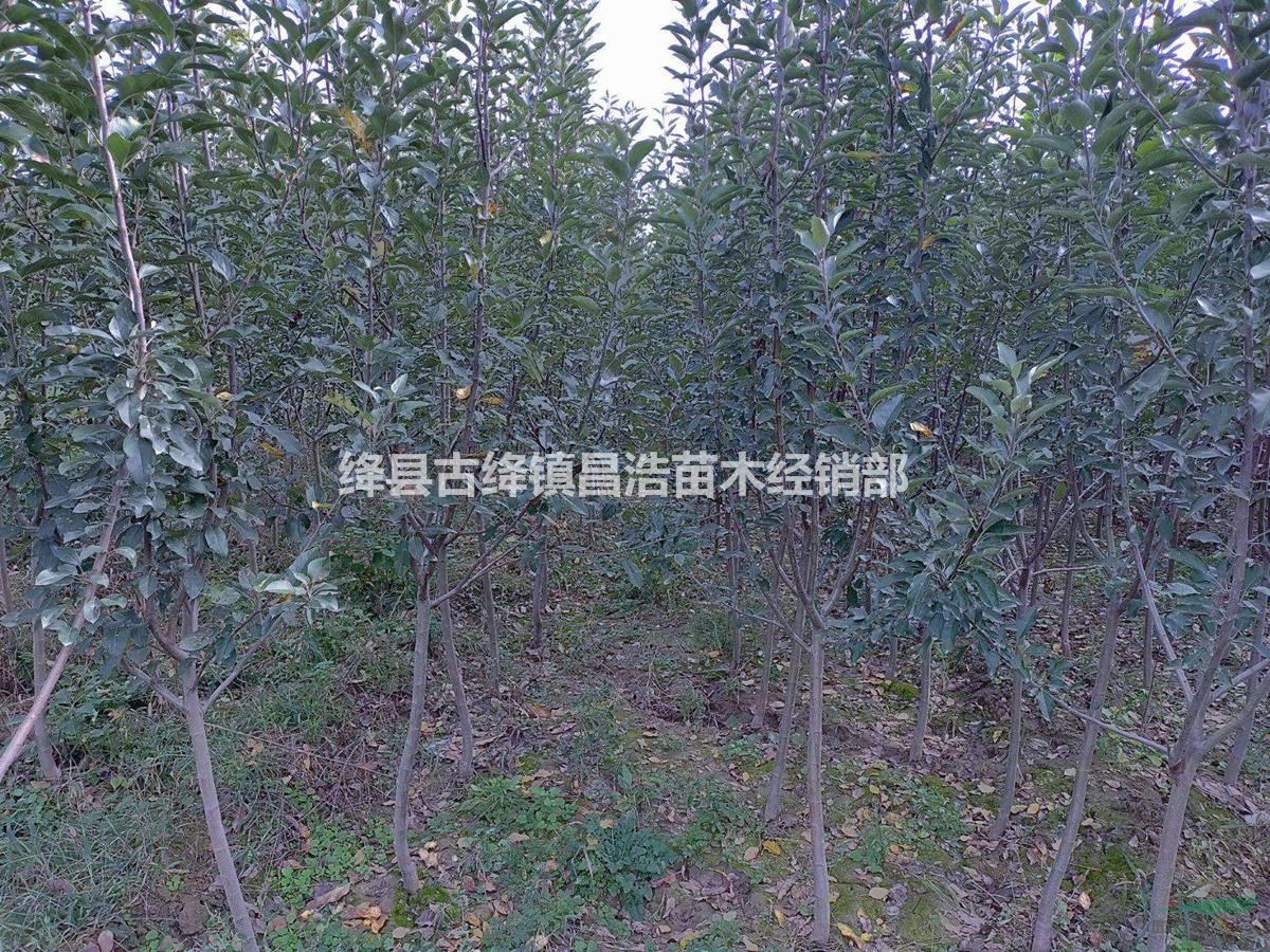 哪里有3公分蘋果樹苗?山西3公分蘋果樹苗價格是多少？