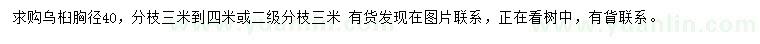 求購胸徑40公分烏桕