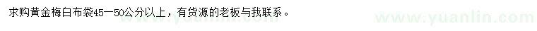 求購45-50公分以上黃金梅