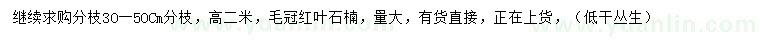 求購高2米紅葉石楠