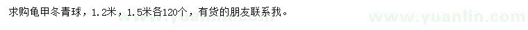 求購1.2、1.5米龜甲冬青球