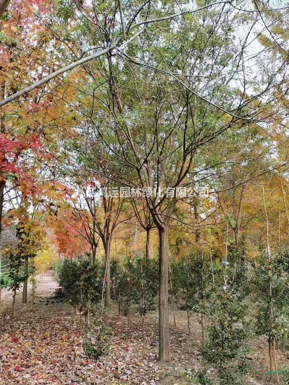 江西國槐批發(fā)/供應 產(chǎn)地直供 價格實惠