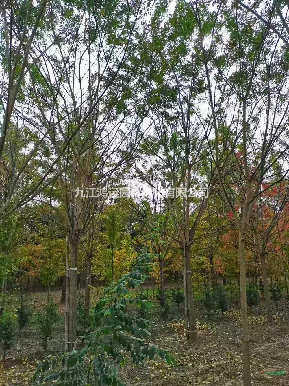 江西國槐批發(fā)/供應 產(chǎn)地直供 價格實惠