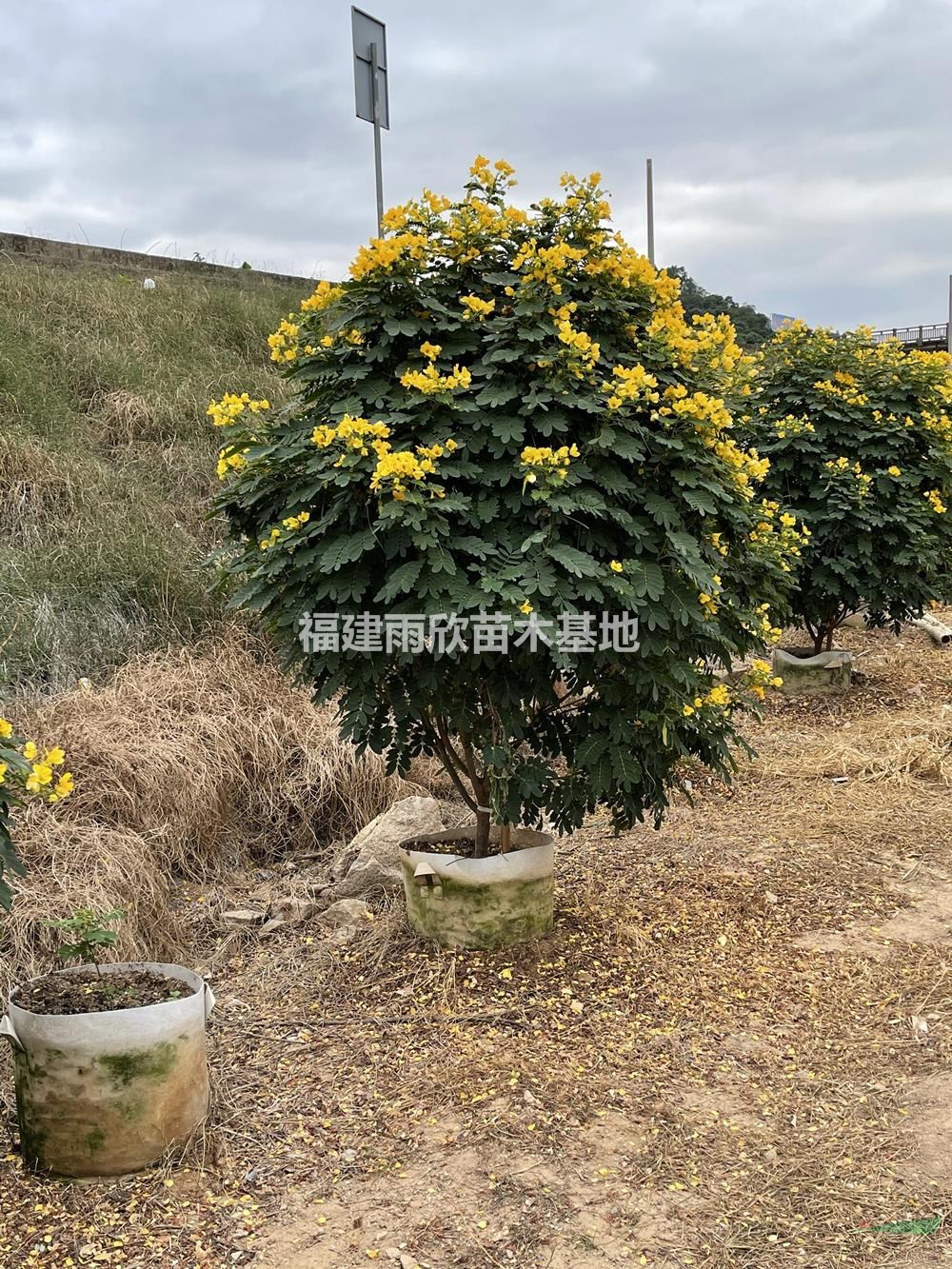 福建叢生黃花槐 漳州叢生黃花槐價(jià)格哪里好/哪家便宜