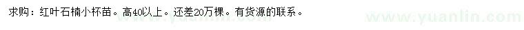 求購(gòu)高40公分以上紅葉石楠