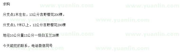 求購12、13公分吉野櫻、10公分量13公分白玉蘭