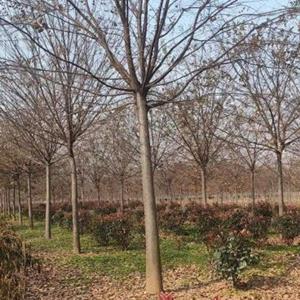 江苏红榉树基地10-30公分大量出售
