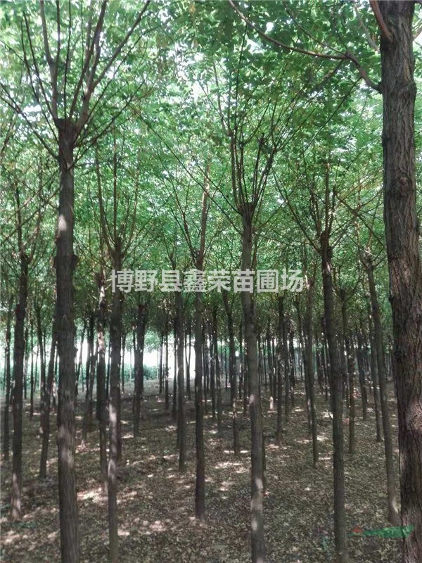 8、9、10公分香花槐數(shù)量多-產(chǎn)地