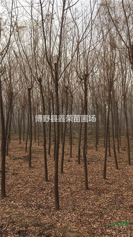8、9、10公分洋槐規(guī)格型號-咨詢