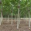 苗圃直銷12公分法桐樹苗樹形美觀價格低一級貨源