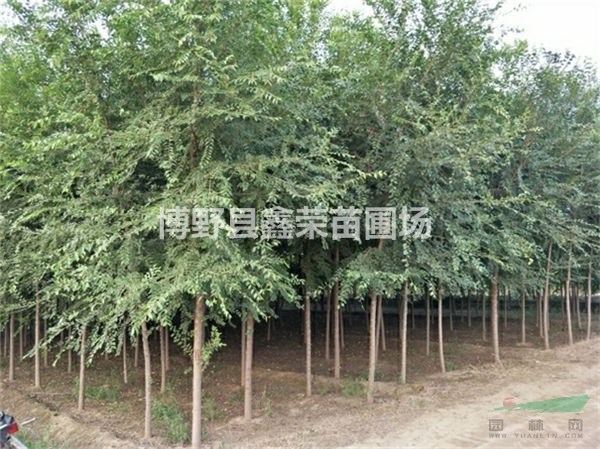 2、3、4公分白榆價格是多少-在線咨詢