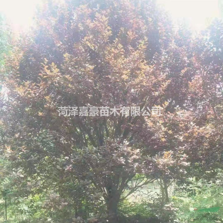 紫葉李基地大量供應(yīng)7公分/8公分89公分紫葉李