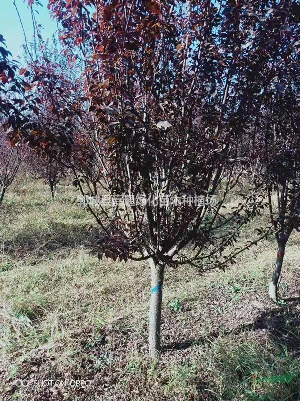  河南地區(qū)供應(yīng)10公分紫葉李 12公分紫葉李 綠化苗木