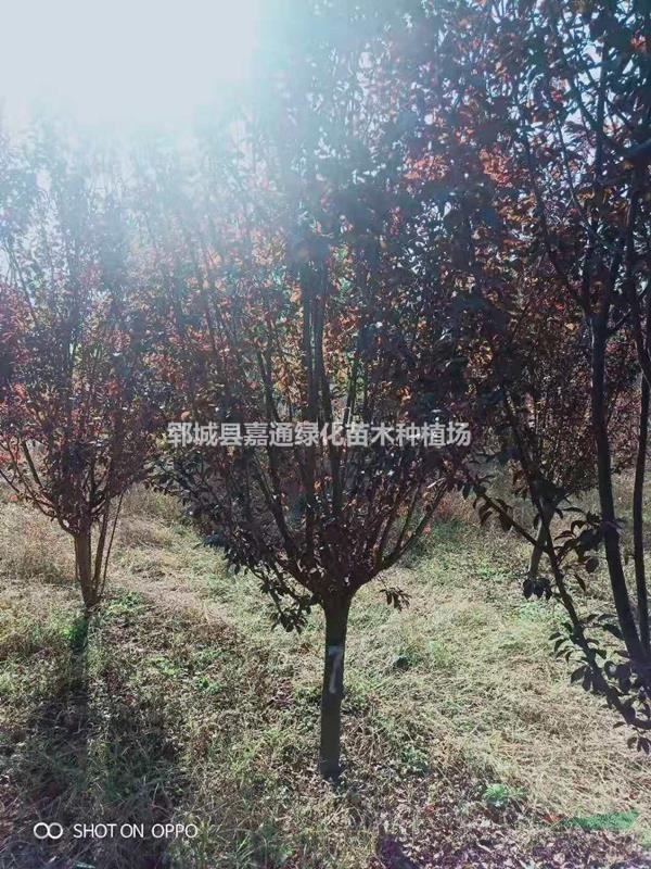  河南地區(qū)供應(yīng)10公分紫葉李 12公分紫葉李 綠化苗木