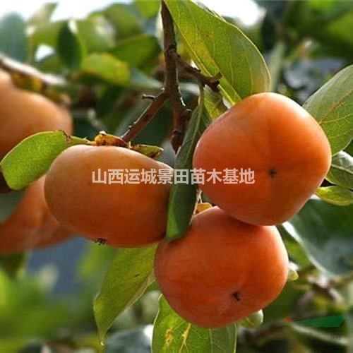 哪里多柿子樹多？山西哪里柿子樹多？甜柿子樹苗種植基地