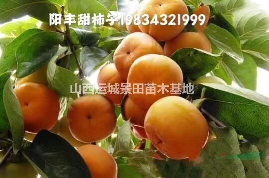 哪里多柿子樹多？山西哪里柿子樹多？甜柿子樹苗種植基地