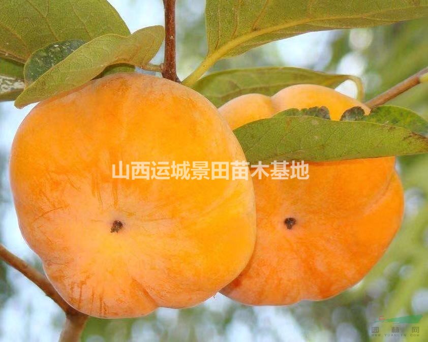 哪里多柿子樹多？山西哪里柿子樹多？甜柿子樹苗種植基地