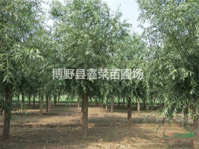17、18、19公分饅頭柳生產(chǎn)商-出售