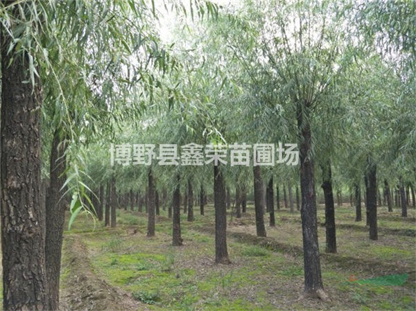10、11、12公分旱柳樹苗-便宜