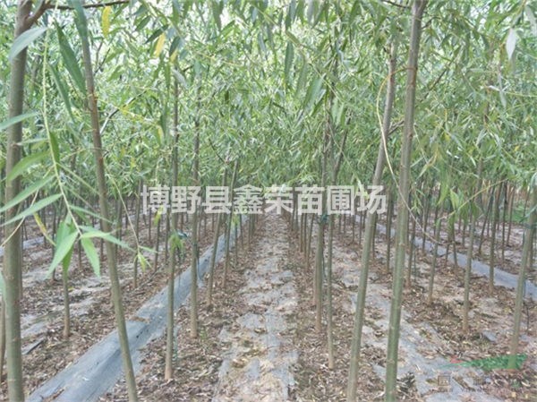 10、11、12公分旱柳樹苗-便宜