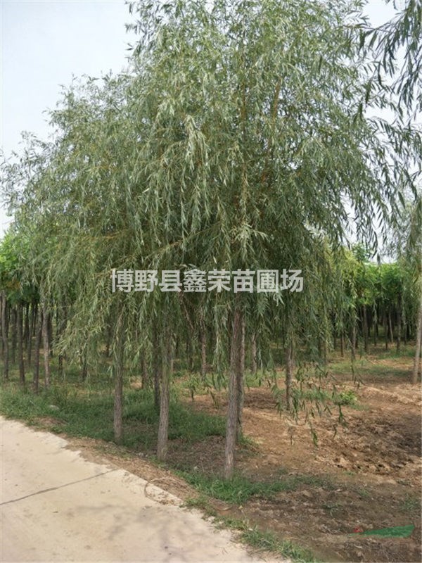 17、18、19公分垂柳市場(chǎng)價(jià)格-優(yōu)惠