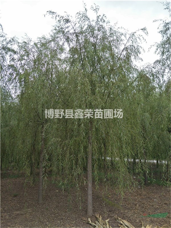 17、18、19公分垂柳市場(chǎng)價(jià)格-優(yōu)惠