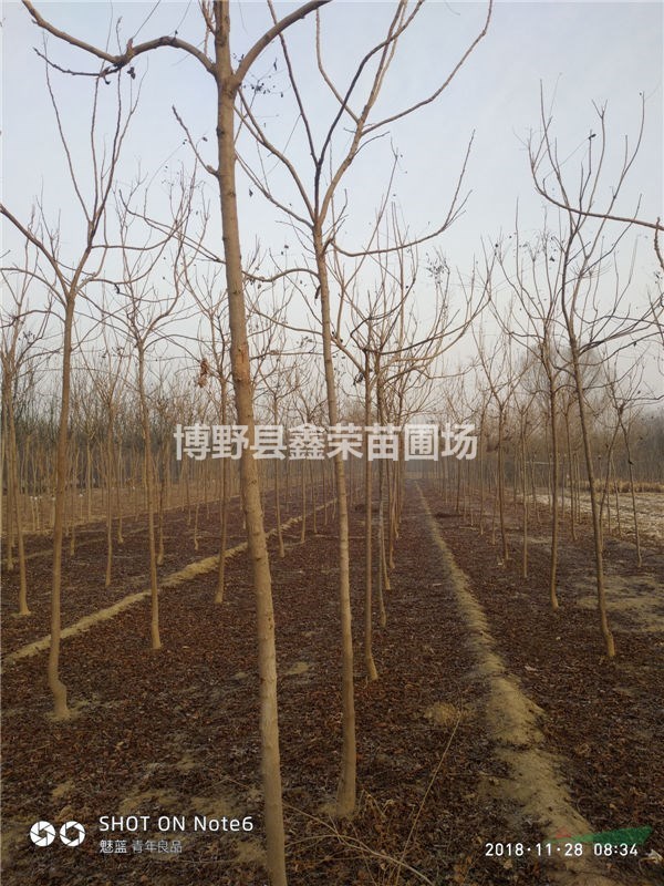 13、14、15公分欒樹出售-價(jià)格咨詢