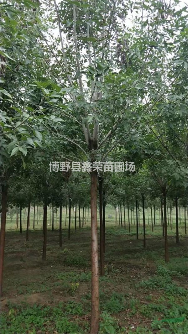 8、9、10公分白蠟多少錢一棵-精品苗木
