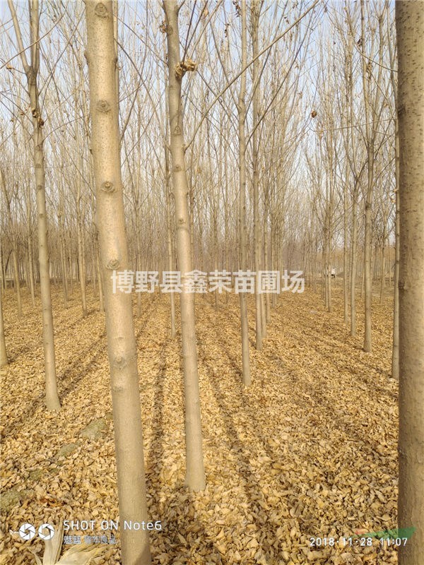 13、14、15公分白蠟價(jià)格低-點(diǎn)擊進(jìn)入