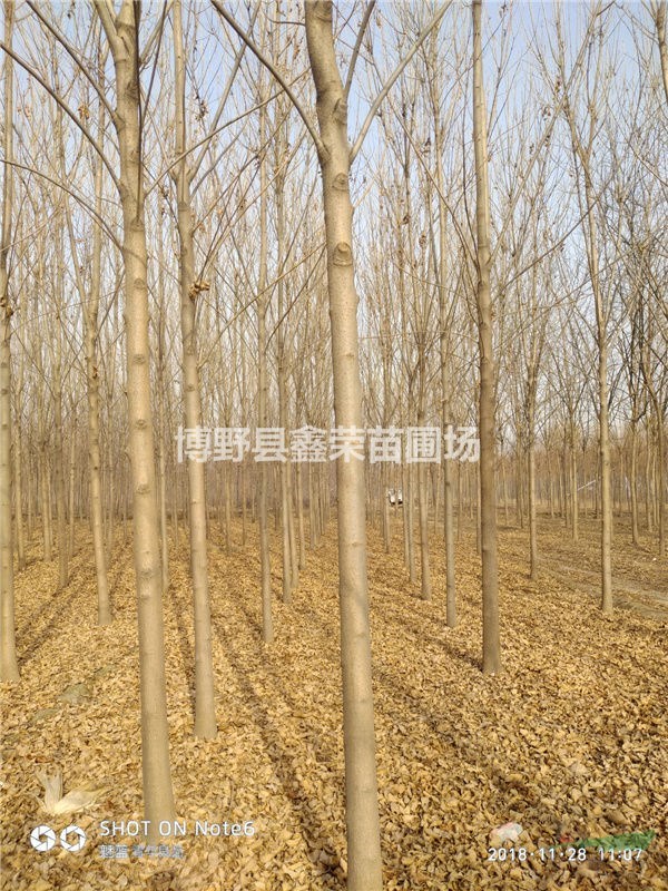 13、14、15公分白蠟價(jià)格低-點(diǎn)擊進(jìn)入