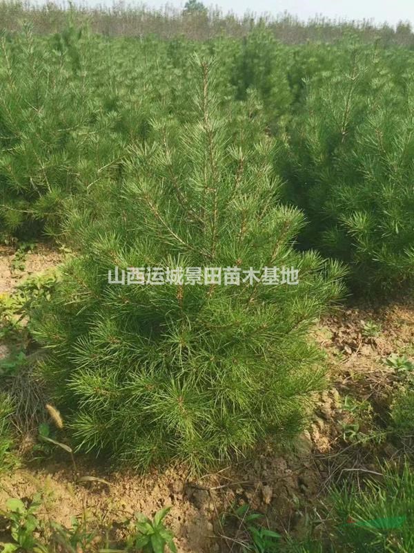 綠化1米5白皮松+工程1米5白皮松+1米5占地白皮松價格基地