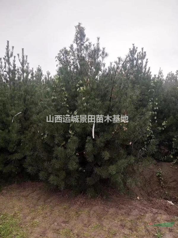 綠化1米5白皮松+工程1米5白皮松+1米5占地白皮松價格基地