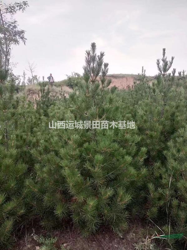綠化1米5白皮松+工程1米5白皮松+1米5占地白皮松價格基地