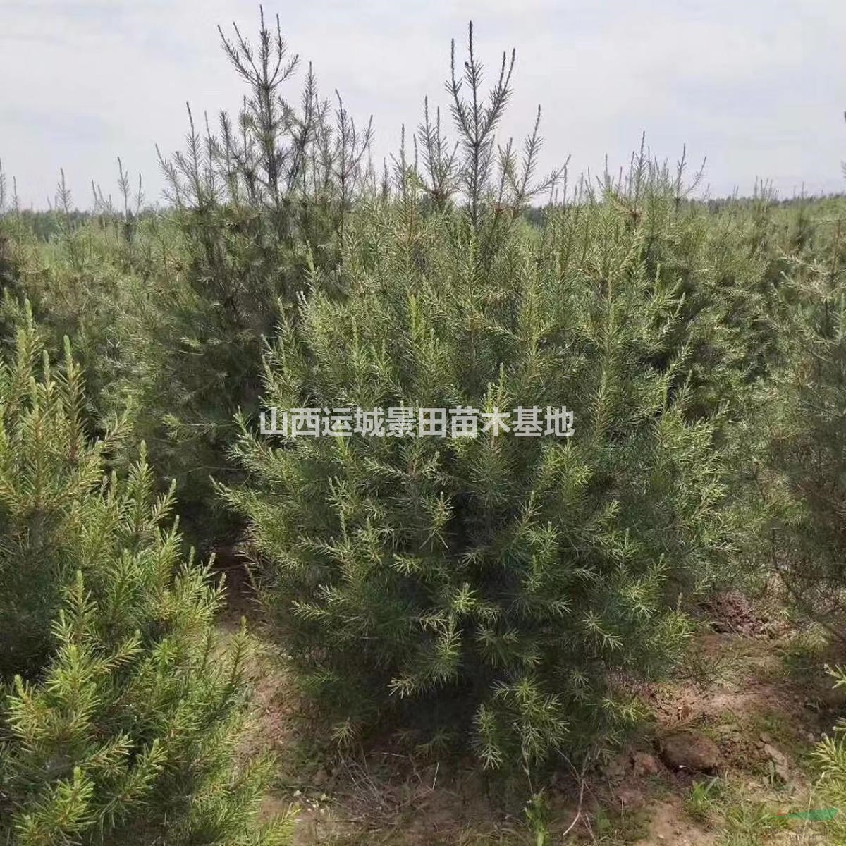 1米5白皮松基地=1米5白皮松價格=1米5白皮松產地價格供應