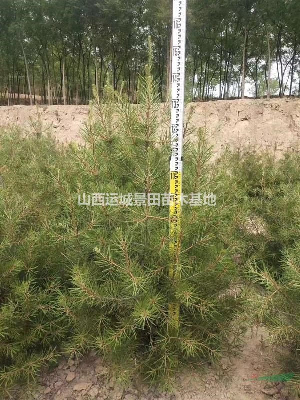 1米5白皮松基地=1米5白皮松價格=1米5白皮松產地價格供應