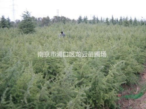 2020年2米雪松最低價格 南京雪松產(chǎn)地