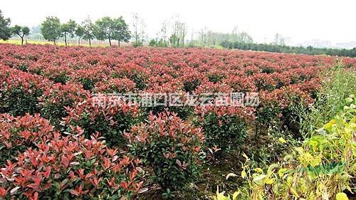 湯泉今年1.5米冠紅葉石楠價格供應(yīng)