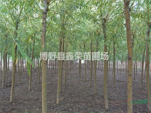 4、5、6公分金絲柳