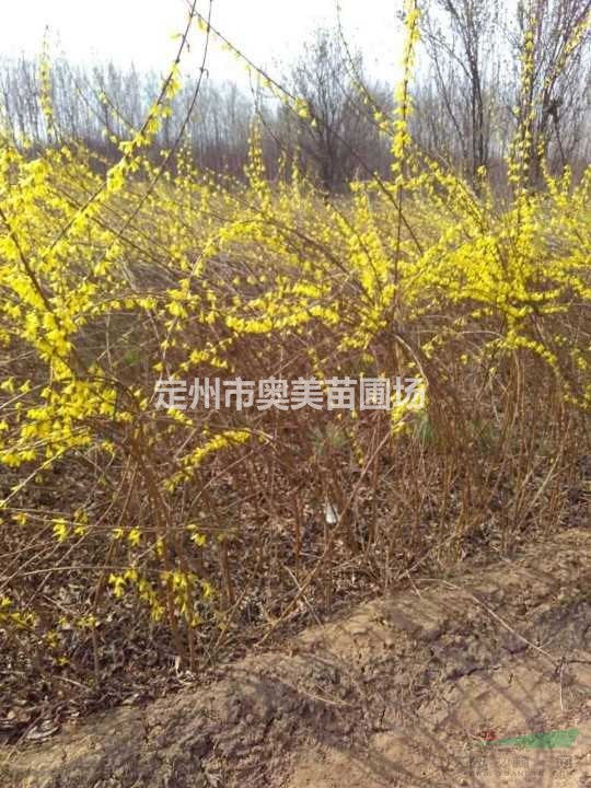 河北定州出售4-8分枝的丛生东北连翘30000棵