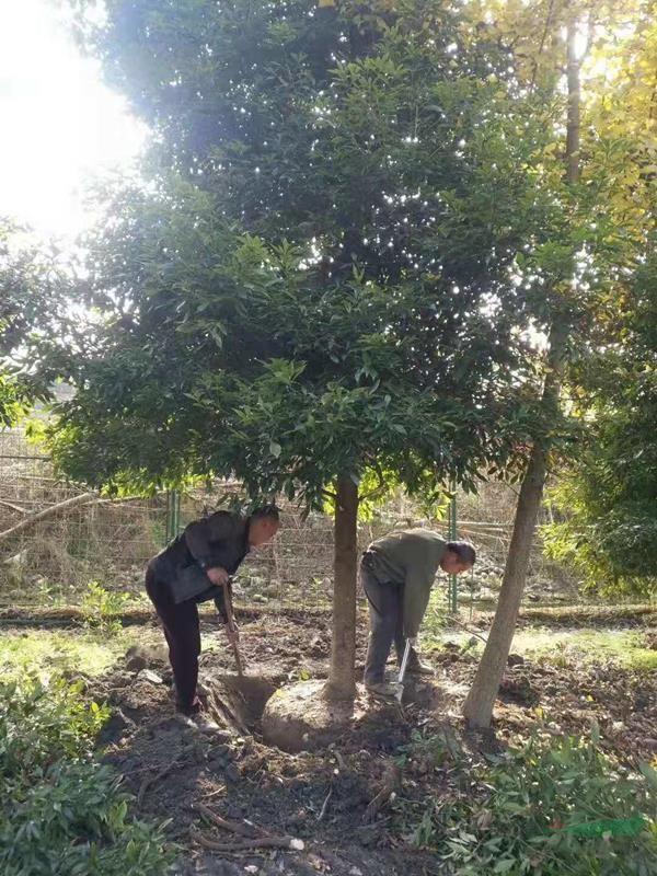 十公分楠木價格 10公分楨楠的種植方法 楠木和金絲楠木的區(qū)別