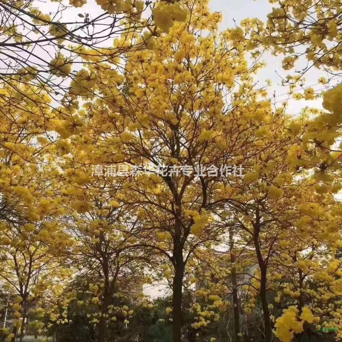 多花风铃木花期 黄花风铃木基地，紫花风铃木有多花和少花，漳浦