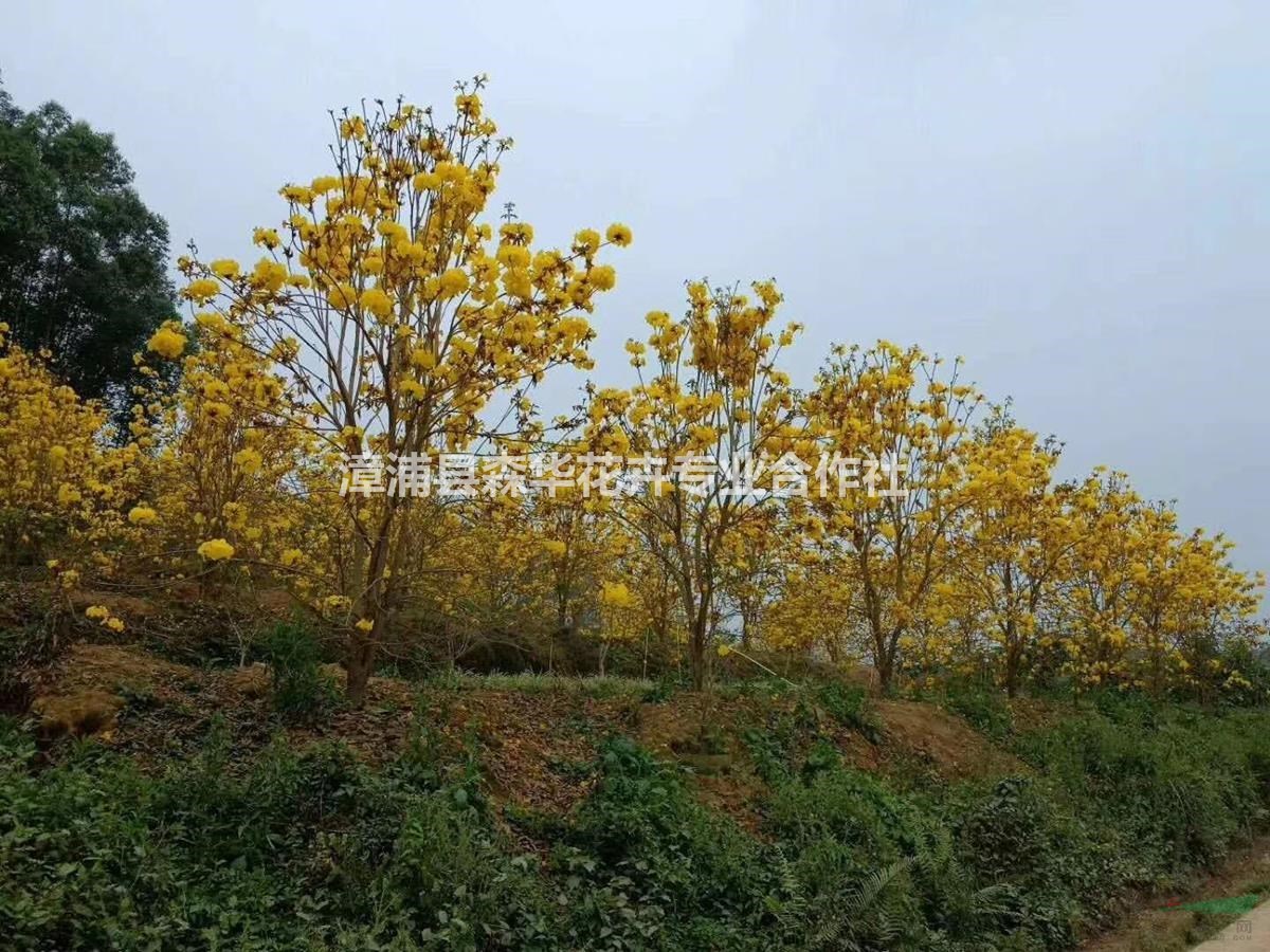 多花风铃木花期 黄花风铃木基地，紫花风铃木有多花和少花，漳浦