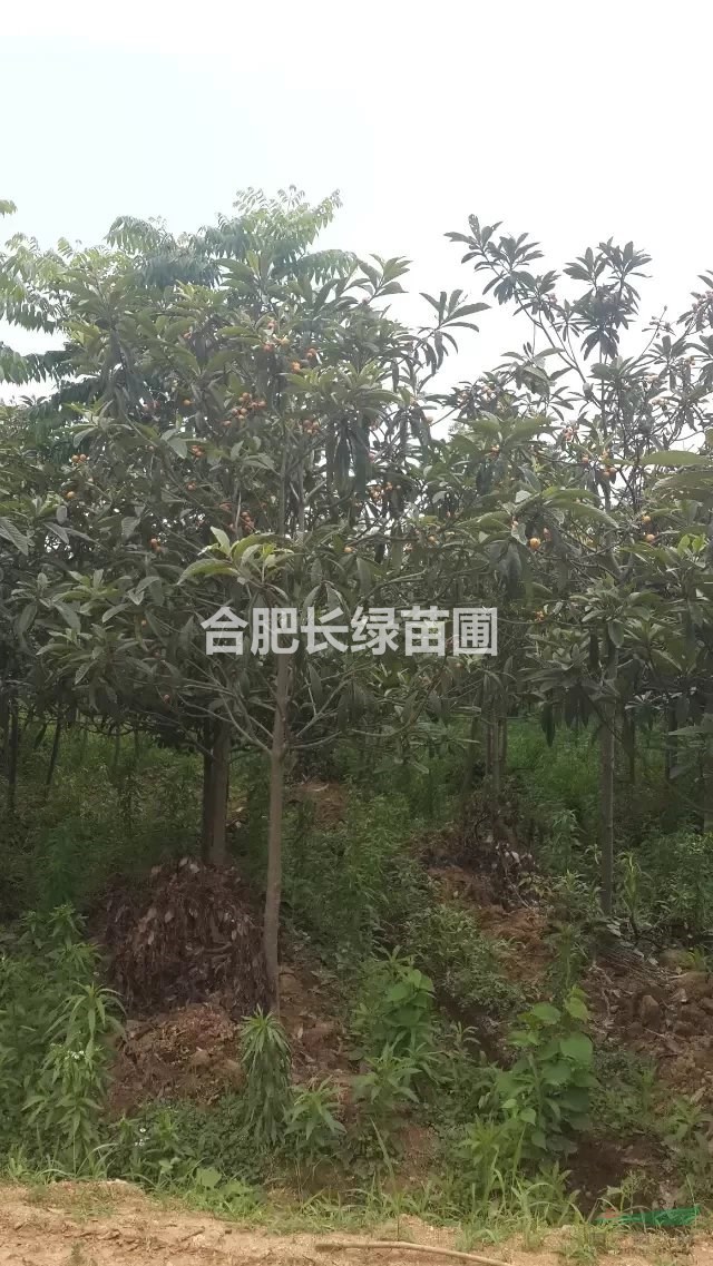 安徽肥西出售紅葉碧桃，紫葉李，枇杷，叢生紫荊，紅花木槿