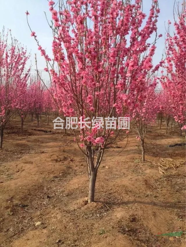 安徽合肥出售精品红花玉兰，紫叶李，腊梅，丛生红梅，花石榴，紫