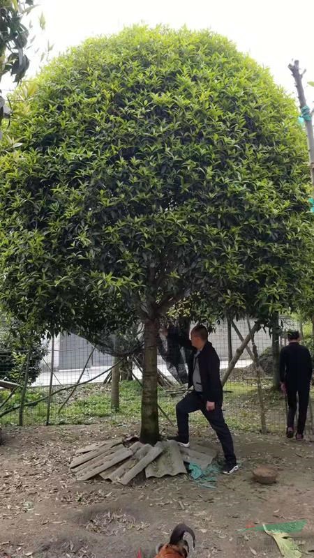 十三公分桂花價(jià)格800元 成都13公分桂花的最佳種植季節(jié)