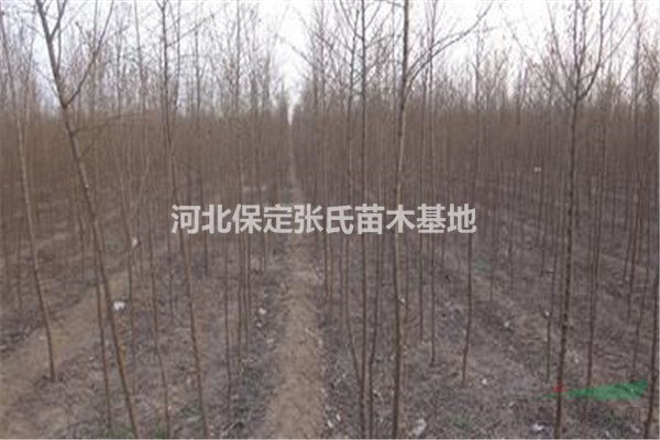 榆樹價格--河北榆樹基地--8公分10公分平頭榆樹價格