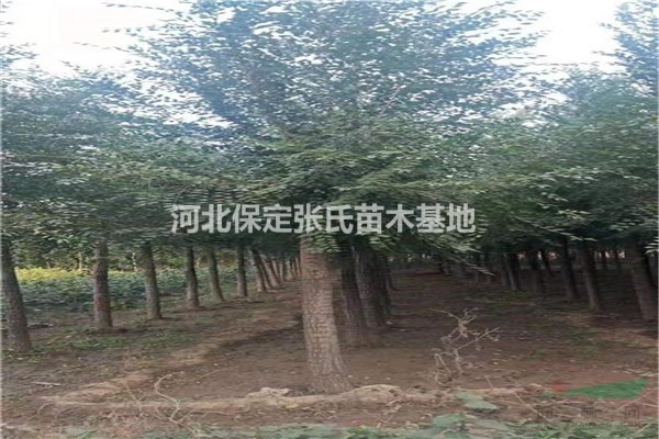 榆樹價格--河北榆樹基地--8公分10公分平頭榆樹價格