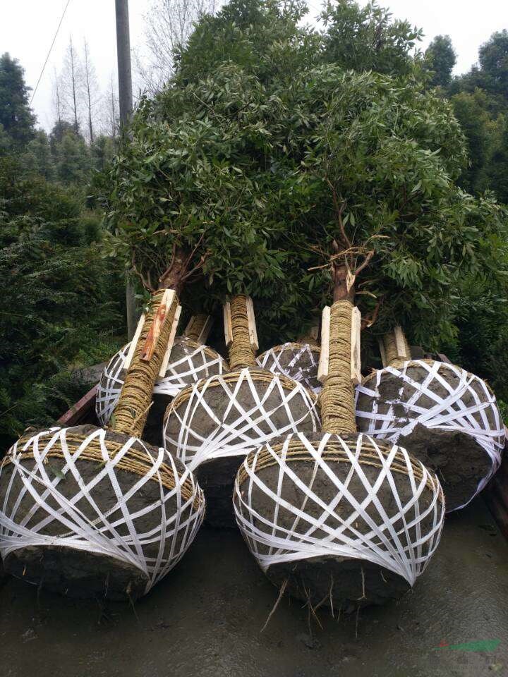 12公分楨楠樹的最佳種植季節(jié) 大葉楨楠樹和小葉楨楠樹怎么區(qū)分