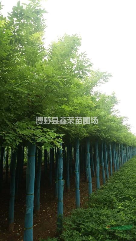 7公分刺槐供應商9公分刺槐