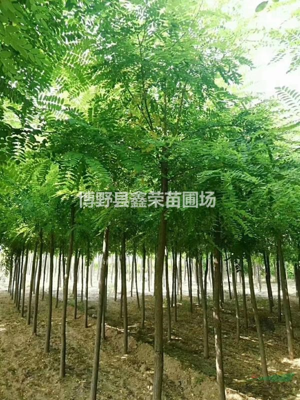 18公分刺槐出售19公分刺槐